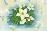 Kunstkarte - Weiße Christrose
