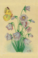 Kunstkarte - Glockenblume mit Schmetterling